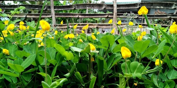 ruang terbuka hijau (rth)
