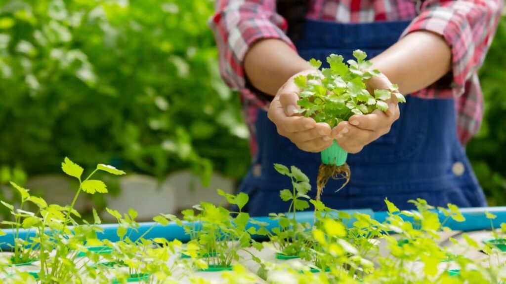 urban farming lahan sempit